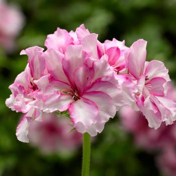 Ivy League™ 'Cherry Blossom' -Pelargonium peltatum (Ivy Geranium)