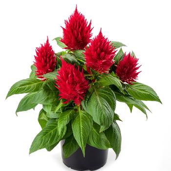 Celosia spicata (Cockscomb) - Kelos® Fire Red