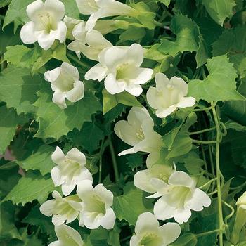 Lophospermum - Lofos® 'Compact White'