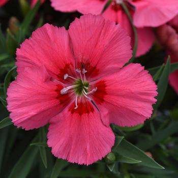 Dianthus chinensis (Pinks) - Coronet™ 'Salmon Red Eye'