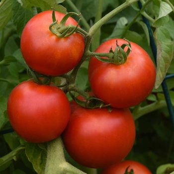 Lycopersicon esculentum - 'Early Girl' Tomato