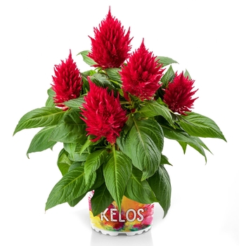 Celosia spicata (Cockscomb) - Kelos® Fire Scarlet