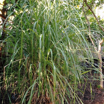 Cymbopogon flexuosus - East Indian Lemongrass