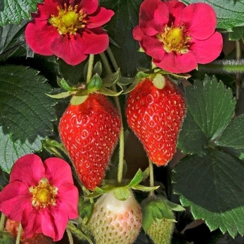 Fragaria x ananassa - 'Toscana' Strawberry
