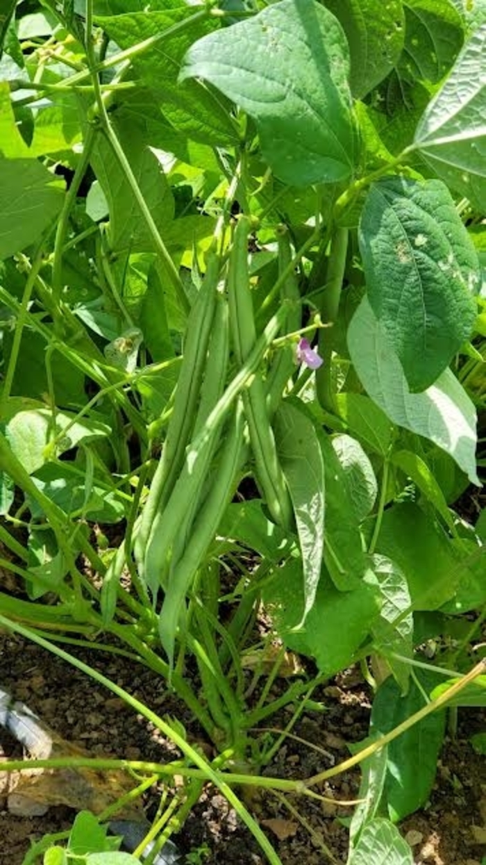 'Blue Lake' Bush Green Bean - Phaseolus vulgaris var. nanus from Robinson Florists