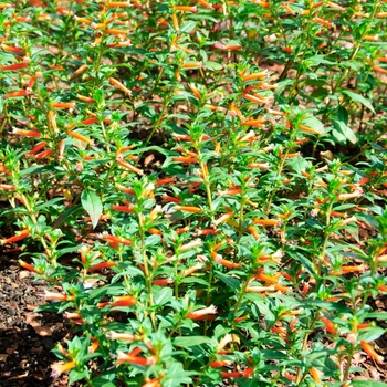 Cuphea - 'Vermillionaire®' Large Firecracker Plant