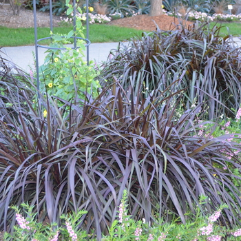 Graceful Grasses® 'Vertigo®' -Pennisetum purpureum (Purple Fountain Grass)
