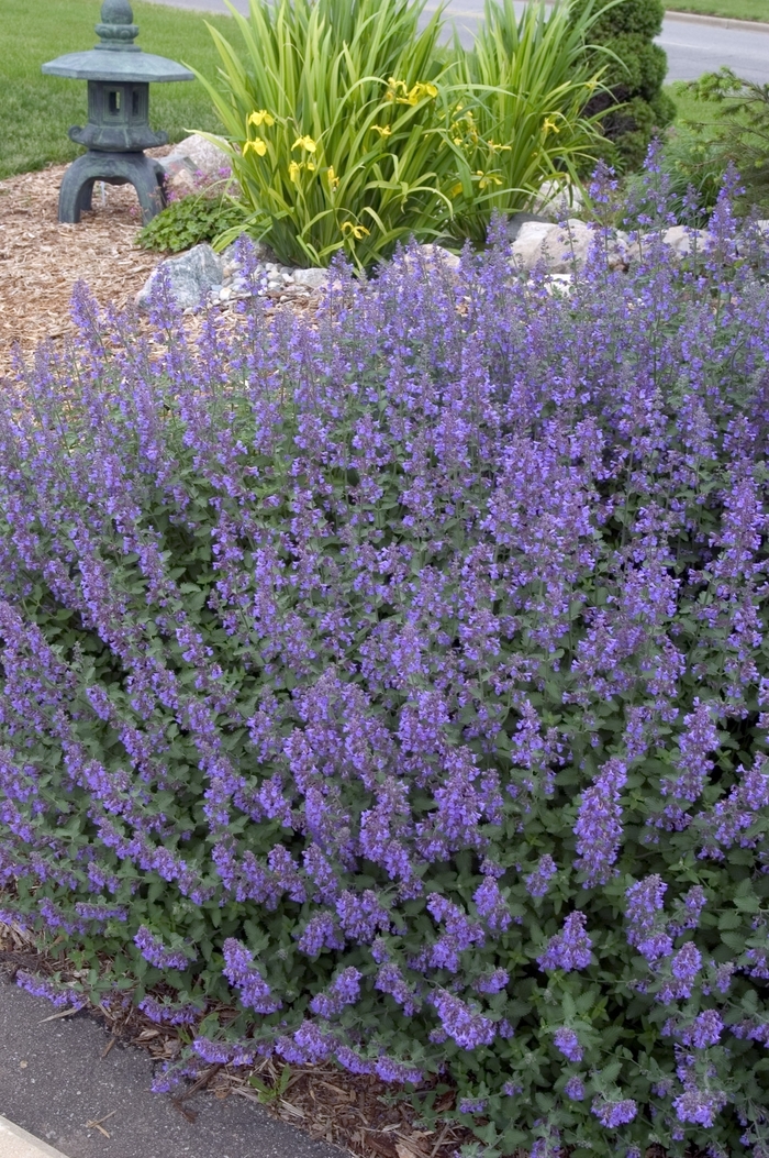 'Walker's Low' Catmint - Nepeta racemosa from Robinson Florists