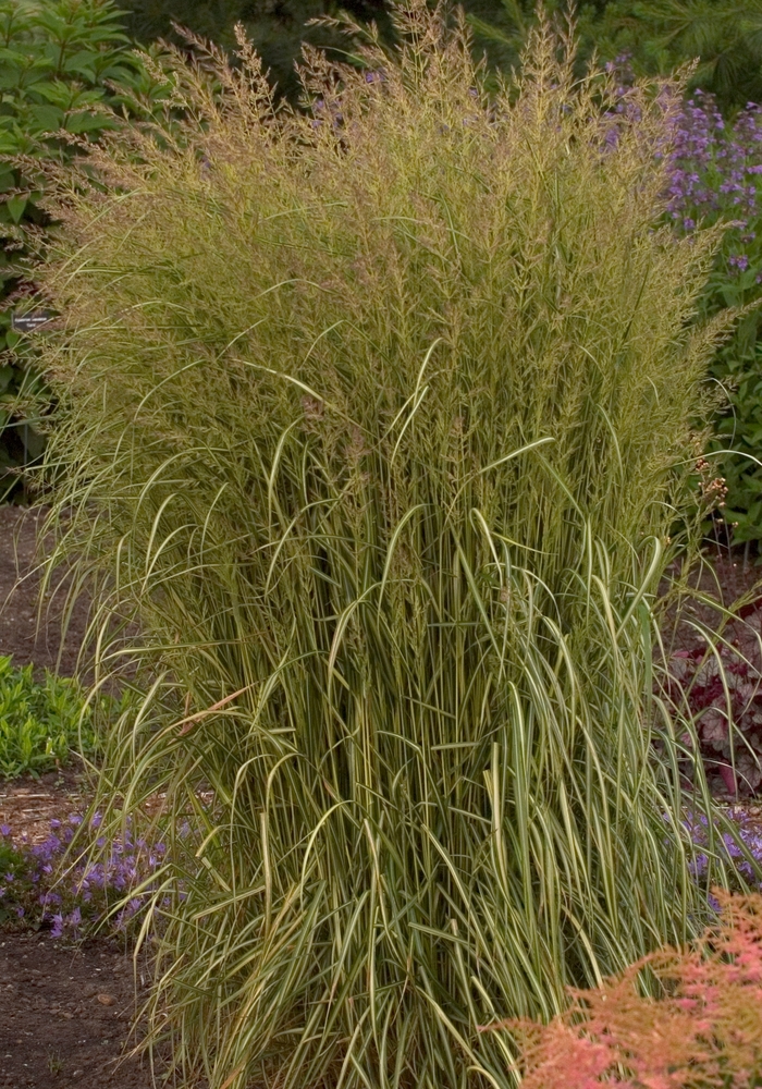 'Eldorado' Feather Reed Grass - Calamagrostis acutiflora from Robinson Florists