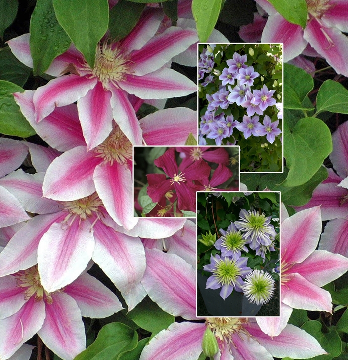 'Multiple Varieties' - Clematis from Robinson Florists