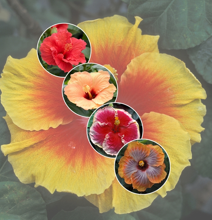 'Multiple Varieties' Assorted Tropical Hibiscus - Hibiscus from Robinson Florists