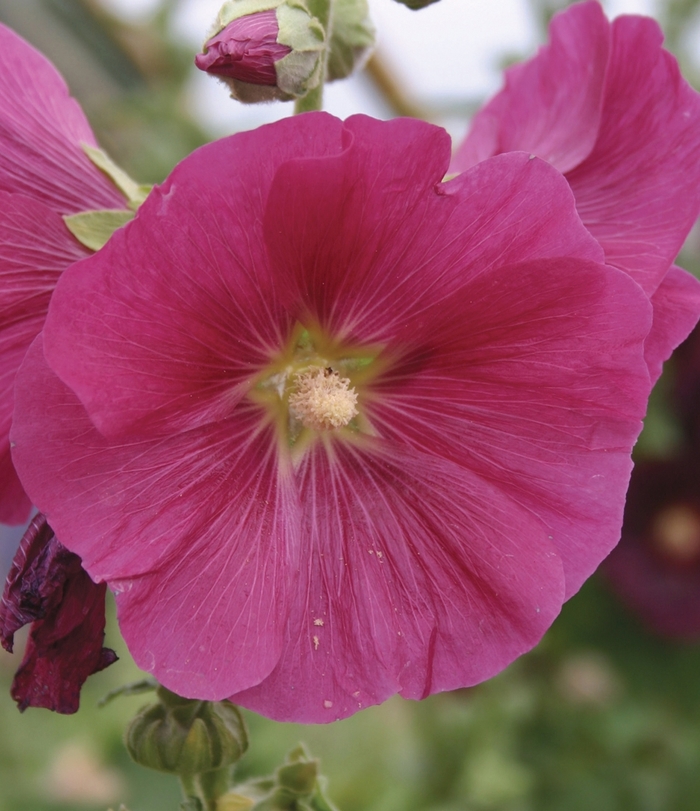 'Indian Spring' Hollyhock - Alcea rosea from Robinson Florists