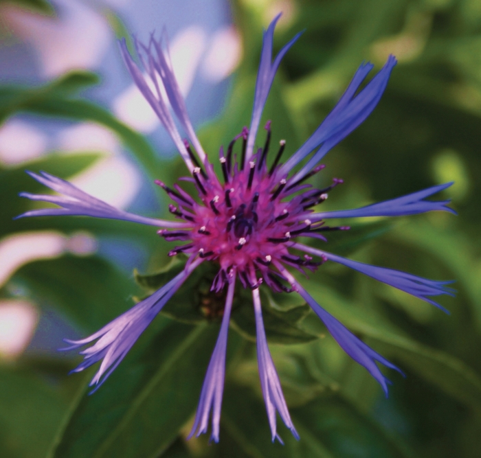 'Blue' Bachelor's Button-Perennial - Centaurea montana from Robinson Florists