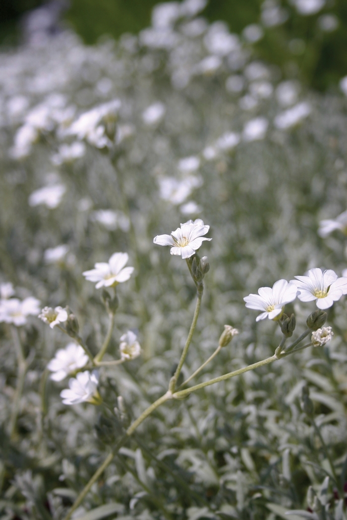 'Yo Yo' Snow in Summer - Cerastium tomentosum from Robinson Florists