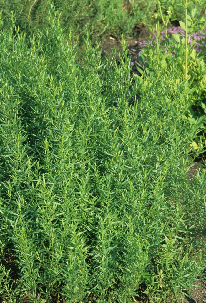 Tarragon - Artemisia dracunculus from Robinson Florists