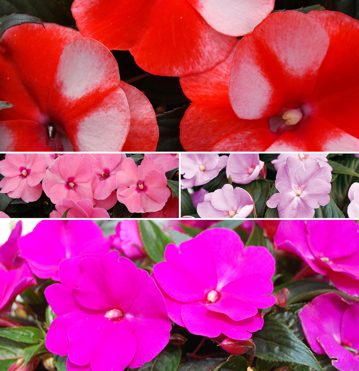 'Multiple Varieties' New Guinea Impatiens - Impatiens hawkeri from Robinson Florists