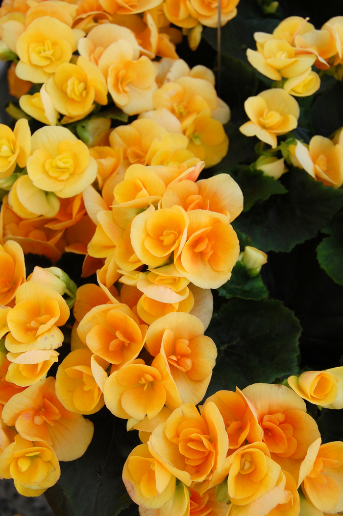 Amstel 'Nadine' - Begonia x hiemalis (Rieger Begonia) from Robinson Florists