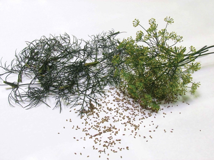 'Bouquet' Dill - Anethum graveolens from Robinson Florists