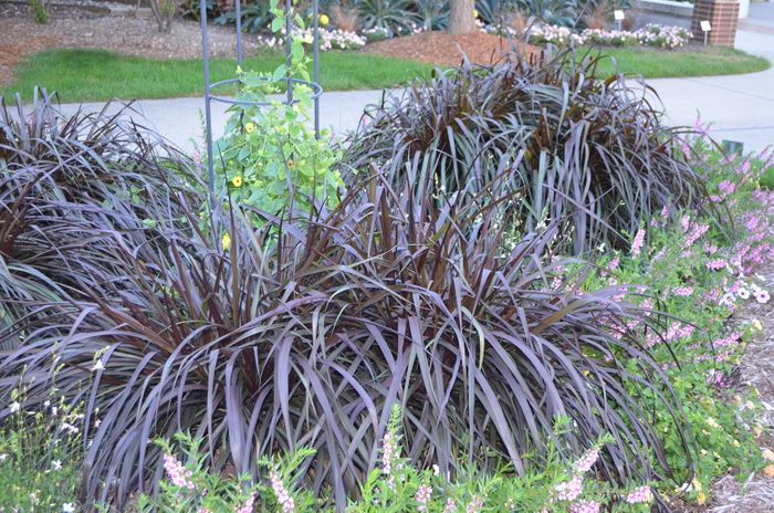 Graceful Grasses® 'Vertigo®' - Pennisetum purpureum (Purple Fountain Grass) from Robinson Florists