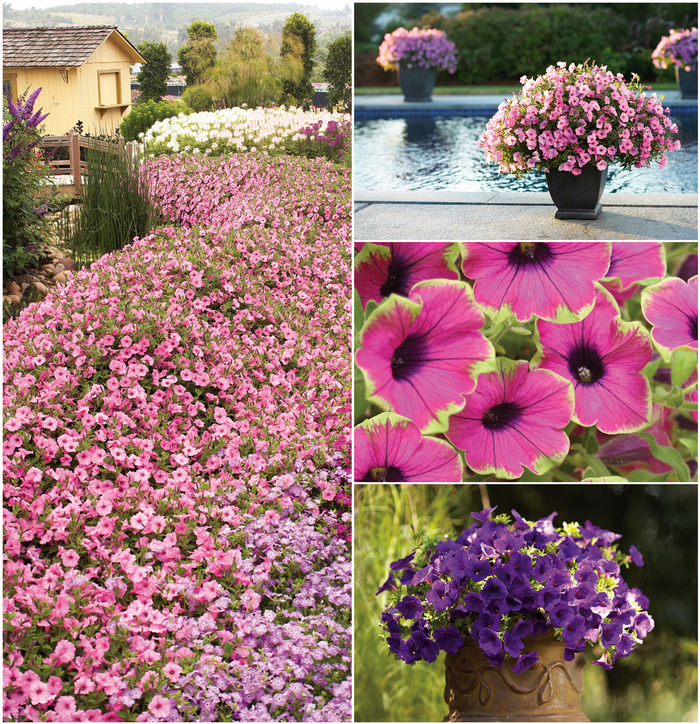 Supertunia® 'Multiple Varieties' - Petunia from Robinson Florists