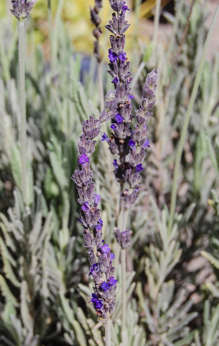 'Goodwin Creek Grey' French Lavender - Lavandula from Robinson Florists