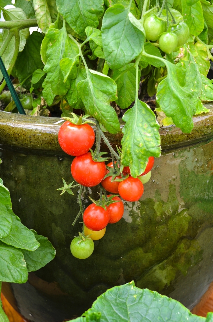 'Micro Tom' Tomato - Lycopersicon esculentum from Robinson Florists