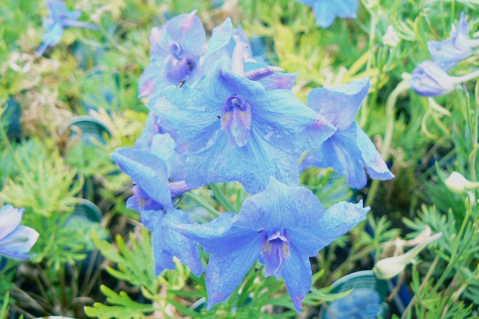 'Blue Butterfly' Chinese Larkspur - Delphinium grandiflorum from Robinson Florists