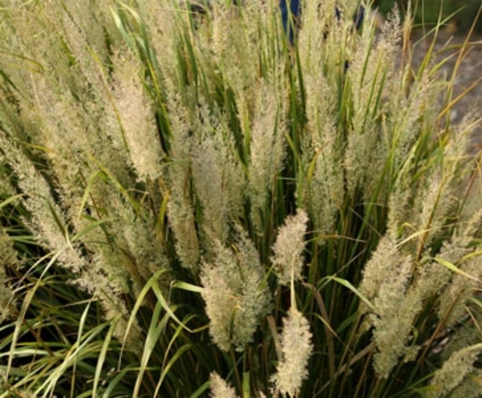 'Feather Fabulous™' Feather Reed Grass - Calamagrostis brachytricha from Robinson Florists