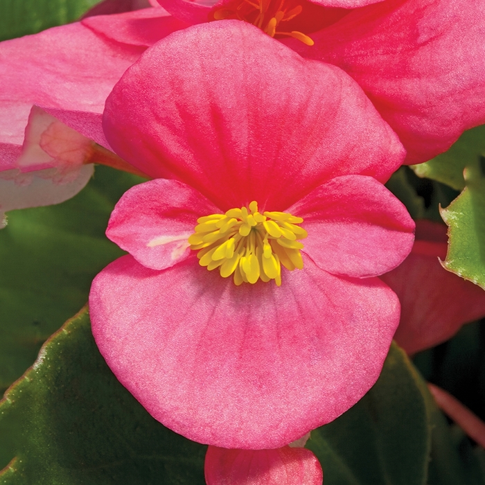 Bada Bing® 'Rose' - Begonia semperflorens from Robinson Florists