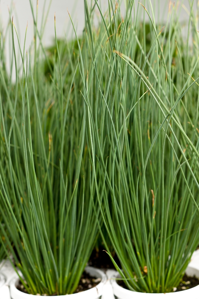 Graceful Grasses® 'Blue Mohawk' - Juncus Inflexus (Soft Rush) from Robinson Florists