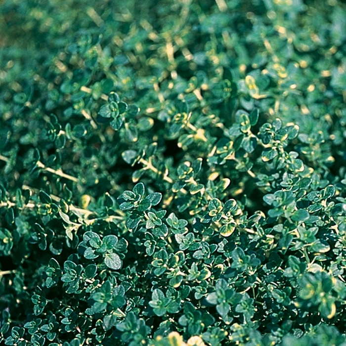 'Doone Valley' Creeping Thyme - Thymus x citriodorus from Robinson Florists