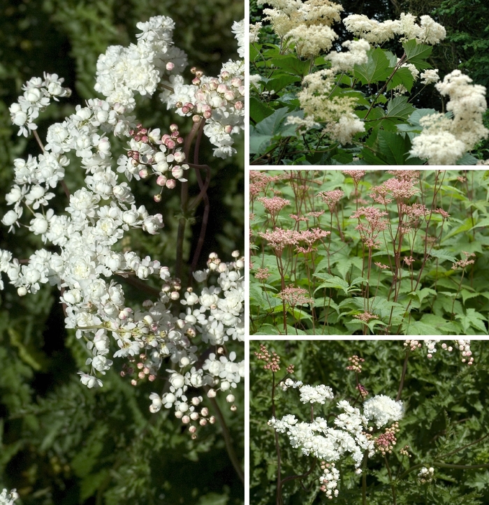 'Multiple Varieties' - Filipendula from Robinson Florists