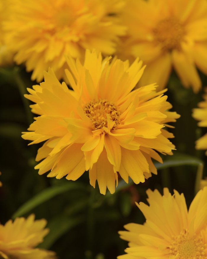 'Double the Sun' Tickseed - Coreopsis grandiflora from Robinson Florists