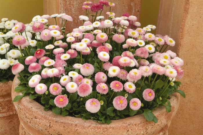 Bellissima™ Rose Bicolor - Bellis perennis from Robinson Florists