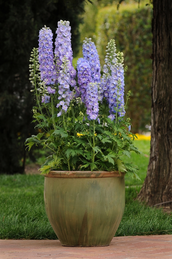'Guardian Lavender' - Delphinium elatum from Robinson Florists