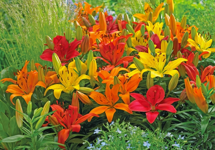 'Multiple Varieties' Assorted, Asiatic Lily - Lilium from Robinson Florists