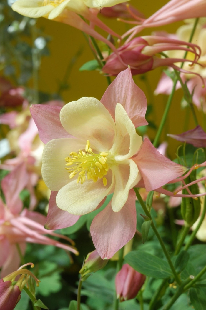 Swan 'Pink & Yellow' - Aquilegia (Columbine) from Robinson Florists