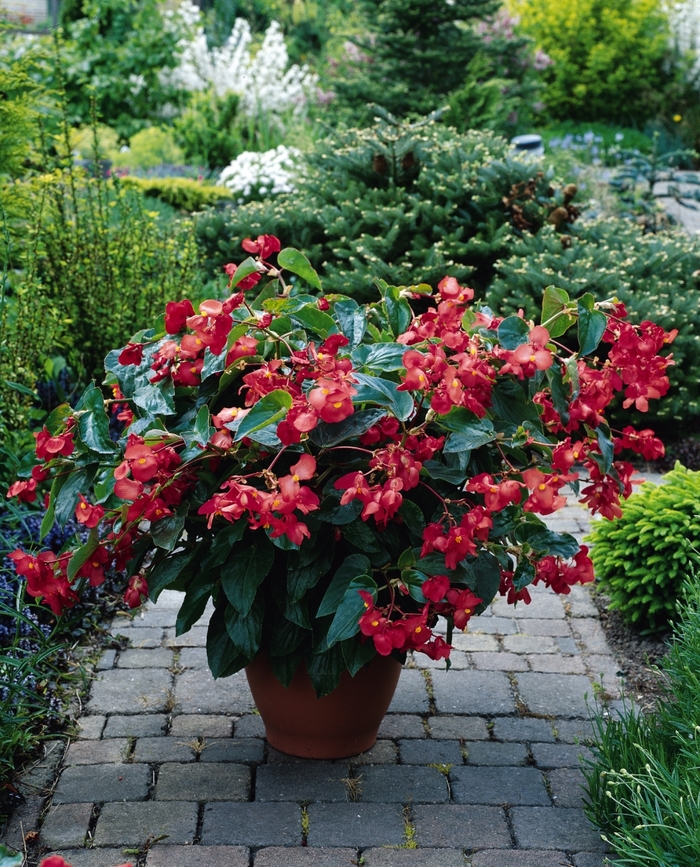 Dragon Wing® 'Red' - Begonia from Robinson Florists