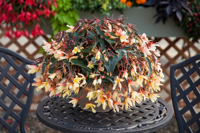 Bossa Nova® 'Yellow' - Begonia boliviensis from Robinson Florists