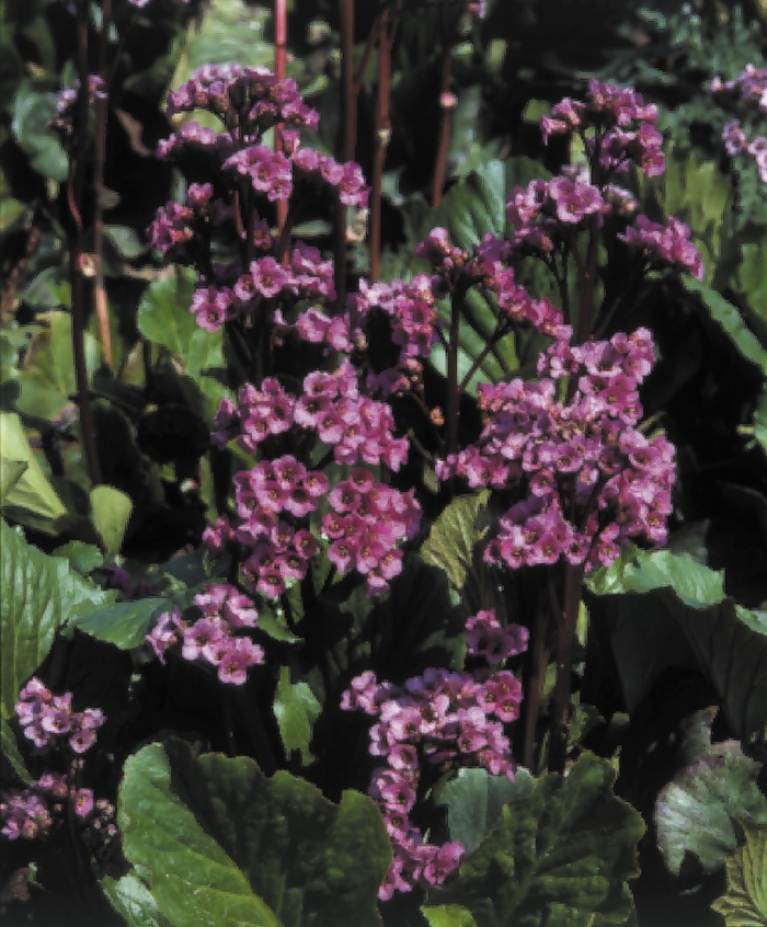 'Red Beauty' Pig Squeak - Bergenia cordifolia from Robinson Florists