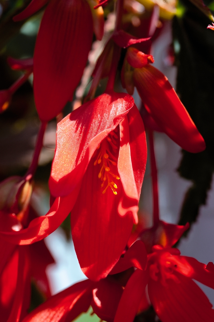 'Santa Cruz®' - Begonia boliviensis from Robinson Florists