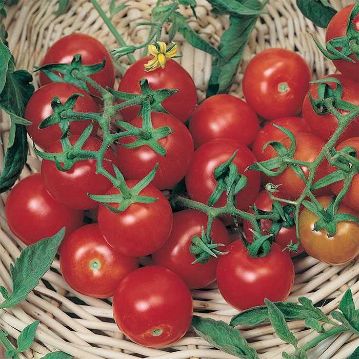 'Large Red Cherry' Tomato - Lycopersicon esculentum from Robinson Florists