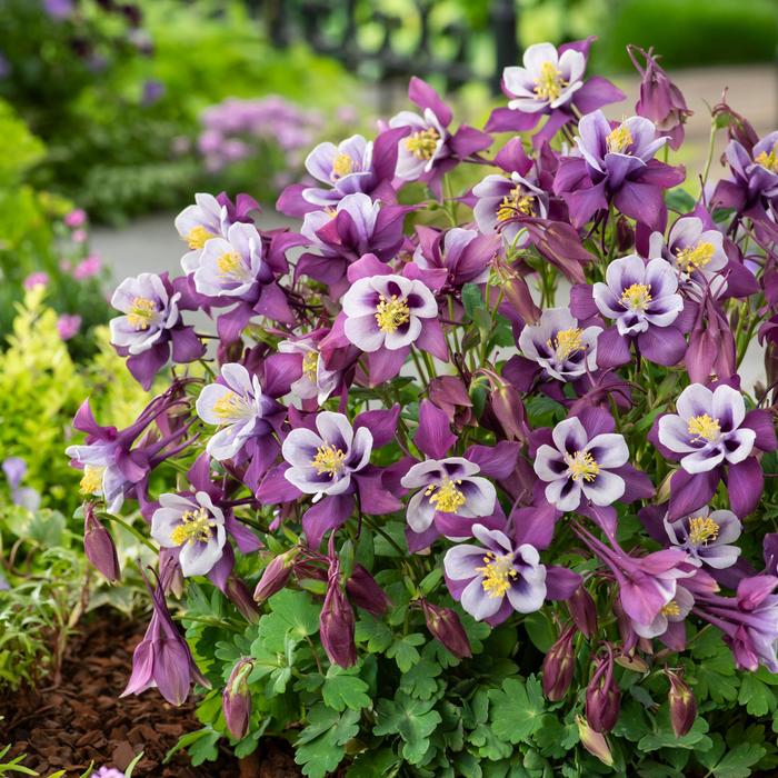 Earlybird™ 'Purple White' - Aquilegia caerulea (Columbine) from Robinson Florists