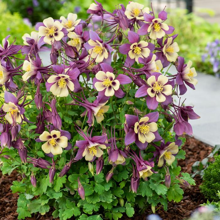 Earlybird™ 'Purple Yellow' - Aquilegia caerulea (Columbine) from Robinson Florists