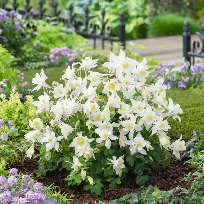 Earlybird™ White - Aquilegia caerulea (Columbine) from Robinson Florists