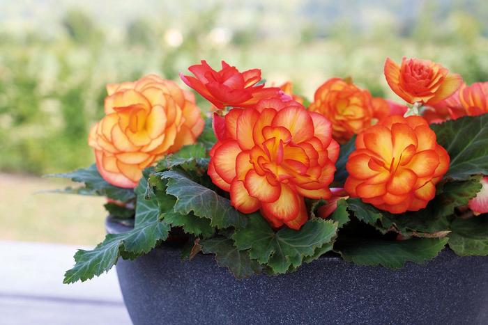 Nonstop® 'Fire' - Begonia x tuberhybrida (Tuberous Begonia) from Robinson Florists