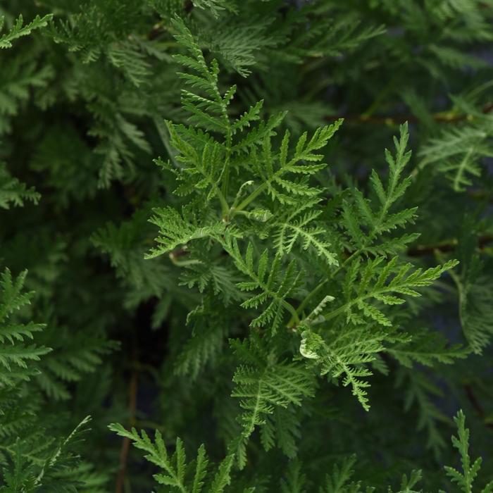 SunFern™ Olympia - Artemisia gmelinii from Robinson Florists