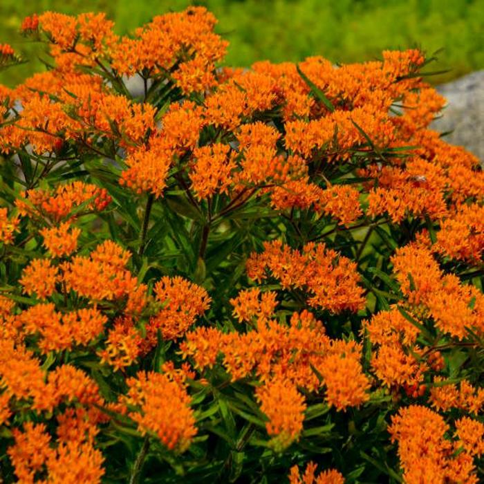 Butterfly Milkweed - Asclepias tuberosa from Robinson Florists