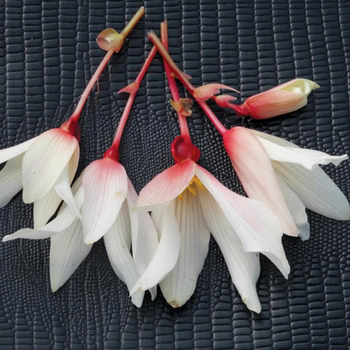 Bossa Nova® 'Pure White' - Begonia boliviensis from Robinson Florists
