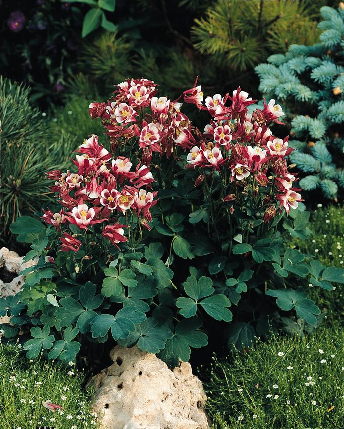 Winky 'Red & White' - Aquilegia vulgaris (Columbine) from Robinson Florists